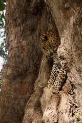 Leopard Resting Inside a Tree Trunk © Paul