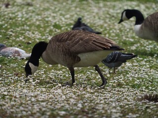 Canada goose walking and foraging on a grassy field covered in white daisy © IMRAN_IM33