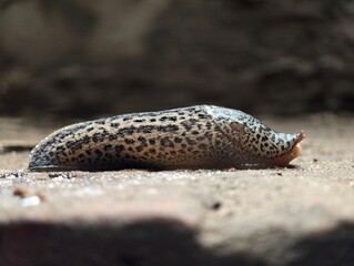 Leopard slug crawling slowly on a concrete surface with side view of a spotted © IMRAN_IM33