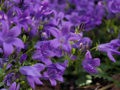 Purple bellflower blossoms blooming in a garden bed with bell shaped