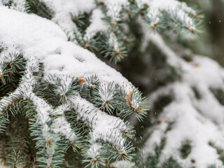 Green fir branches in winter covered with snow © Dmitrii Potashkin
