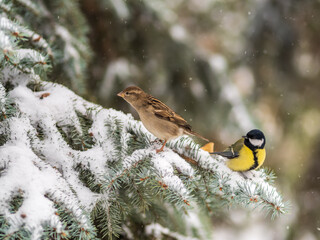 Cute bird Great tit, songbird sitting on the fir branch with snow in winter © Dmitrii Potashkin