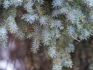 Green fir branches in winter covered with snow © Dmitrii Potashkin