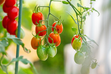 Naklejka premium Bunch of fresh ripe red grape tomatoes hanging on the vine in organic garden