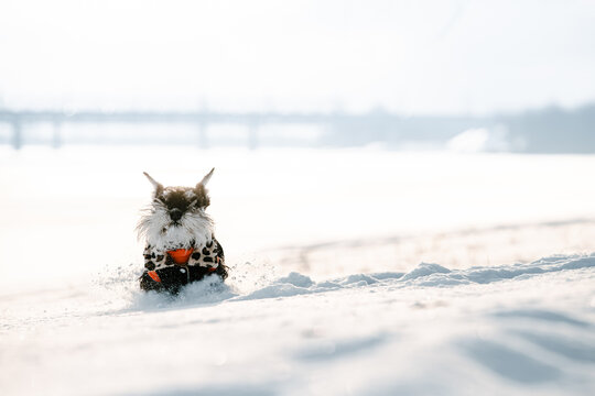 Miniature Schnauzer Dog Or Zwergschnauzer Sitting In Outfit Playing Fast Running In Snow At Winter Day