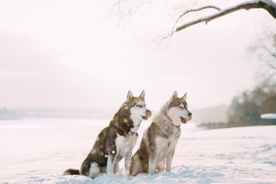 Two Funny Siberian Husky Dogs Sitting Together Outdoor In Snowy Park At Sunny Winter Day. Dogs Sits In Snow. Pet Outdoors At Winter Season