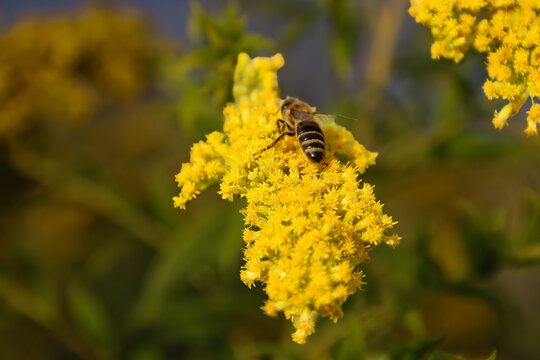 A honey bee gathers nectar on a bright yellow goldenrod flower during a sunny day. The detailed macro photograph highlights plant pollination and the natural beauty of ecosystems. Perfect for macro ph