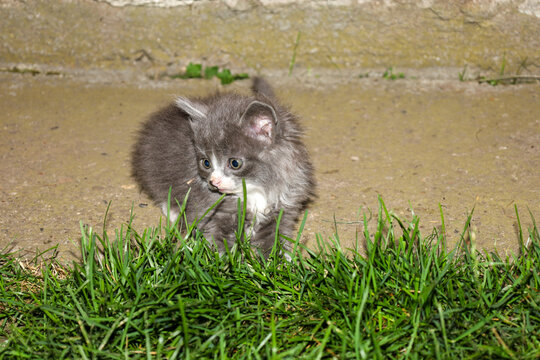 A fluffy dark gray kitten with a white muzzle sits near green grass in the yard. The small pet curiously looks to the side while exploring the surrounding area during dusk. Great shot for materials ab