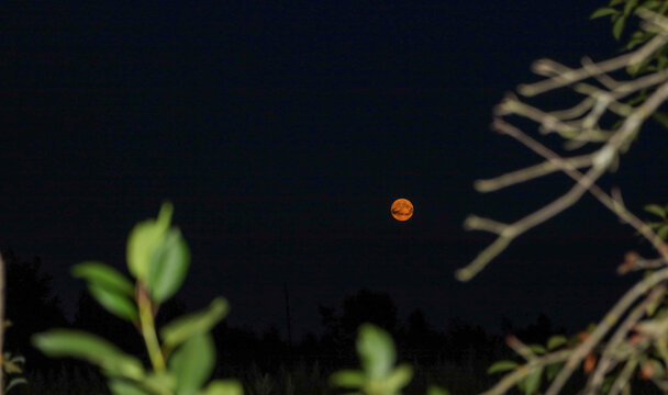 ​A bright orange full moon shines in the dark night sky, framed by blurred tree branches and green leaves in the foreground.
