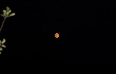 A bright full moon with a glowing orange hue shines in the deep darkness of the night sky. The soft silhouette of a delicate tree branch with leaves appears on the side. The scene conveys peace and my © Олег Струс
