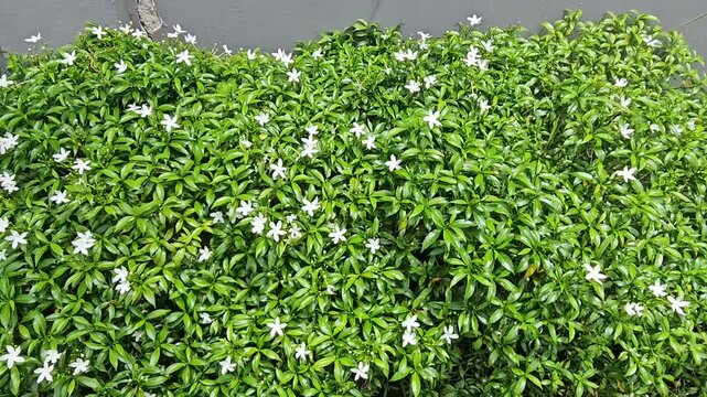 green grass background,White jasminum sambac flowers,Indonesian national flower called bunga melati putih or Puspa bangsaLush green bush bursts with delicate white flowers. Petals glow softly against 