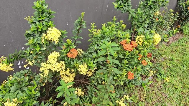 moss on the wall,Saraca asoca flowers,Soka flower or Flame of the wood Lush green bush blooms with yellow and orange flowers. Plants grow beside a dark wall, creating a vibrant contrast. Colorful blos
