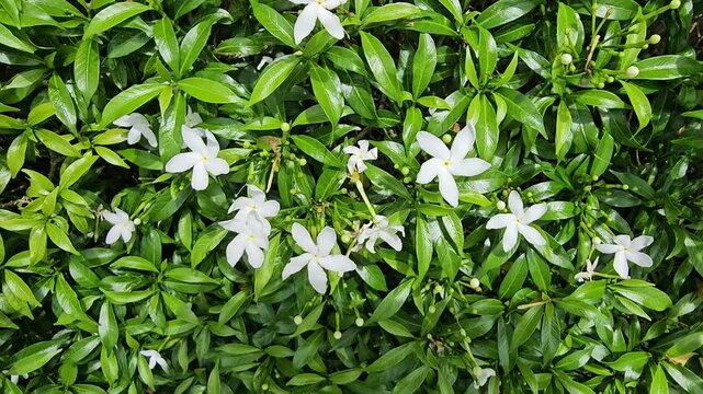 lily of the valley,White jasminum sambac flowers,Indonesian national flower called bunga melati putih or Puspa bangsaLush green bush bursts with delicate white flowers. Petals glow softly 