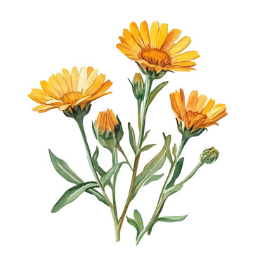 Calendula Branch, watercolor painting vector, isolated on a white background.