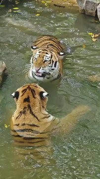 tiger in water