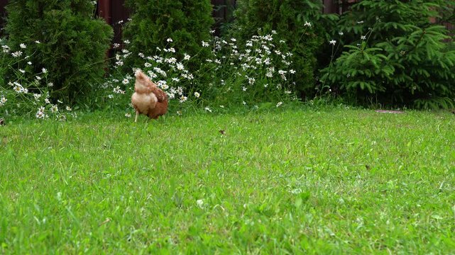 Chickens graze on grass in garden. Feeding chickens. Poultry eats food. Agriculture, farming. Subsistence farming
