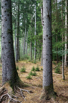 For&ecirc;t de sapins avec &eacute;clairci jeunes arbres