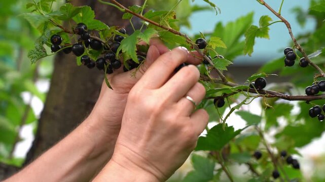Farmers hands pluck ripe black currant in summer garden. Harvesting. Gardening agriculture. Food