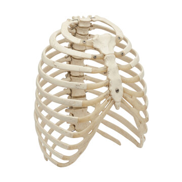 Human rib cage skeleton model on white background