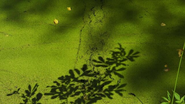 Leaves shadow moving on green duckweed pond