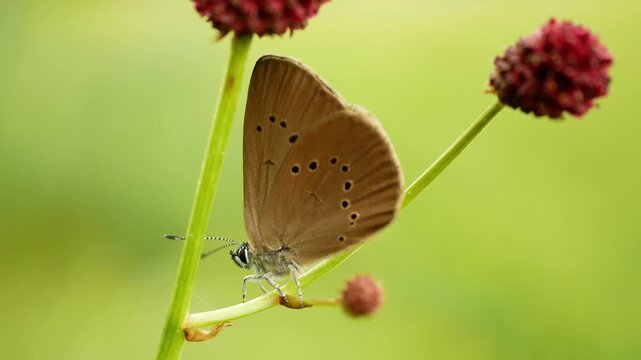 Phengaris nausithous dusky large blue macro close-up maculinea butterflies butterfly Lepidoptera Lycaenidae gossamer winged brown wings eyespots ocelli antennae Sanguisorba officinalis great burnet