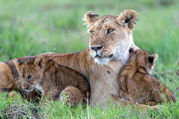 Naklejka premium Lioness with cub. Lions strengthen family bonds through affectionate behavior in the Masai Mara game reserve in Kenya.