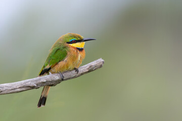 Obraz premium Little bee-eater (merops pusillus) hunting in Kruger national park in South Africa 