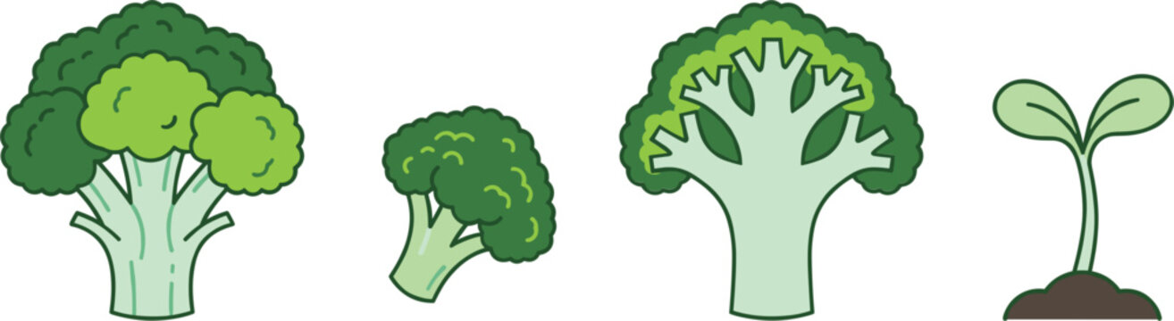 Broccoli vegetable icon set featuring a whole head, single floret, cross section cut, and growing sprout seedling for organic farming and healthy cooking graphics.