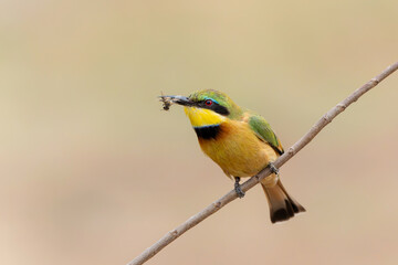 Obraz premium Little bee-eater (merops pusillus) hunting in Kruger national park in South Africa 