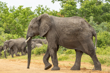 Fototapeta premium Elephant crossing the road (to Botswana) after visiting the Okanvanga floodplains in Mahango National Park (part of Bwatwata National Patk) in the Caprivistrip of Namibia