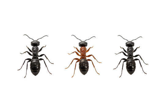Three ants in a row, two black ants flanking a central brown and black ant on a white background, isolated on a, transparent background