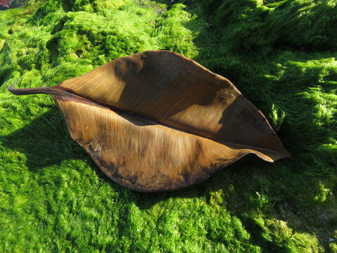 Dried dead brown leaf lying on green seaweed, algae