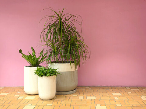Minimalist composition of three potted tropical green house plants in modern pots against a vibrant pink wall and yellow tiled floor. Modern interior decor and urban gardening lifestyle concept.