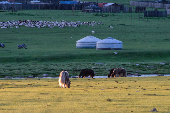 Twin gers with a grazing herd at golden hour, Orkhon Valley, Mongolia