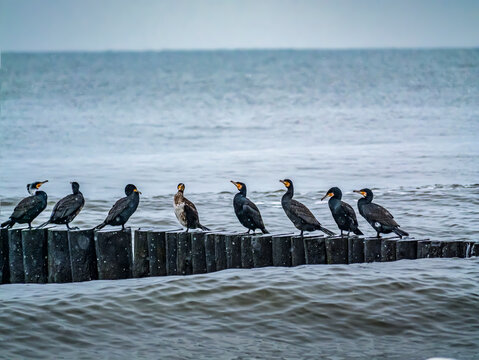 Row Of Cormorant Birds Perched on Coastal Breakwater Over Grey Sea Waters on Windy Day