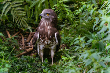 Fototapeta premium Short-toed snake eagle standing in forest undergrowth