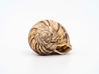 Striped brown garden snail shell viewed from the side on a white background with spiral shell gastropod shell mollusk shell nature specimen shell pattern isolated shell wildlife specimen © HASINA