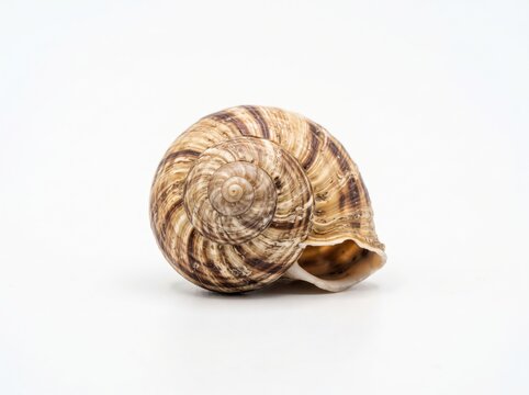 Striped brown garden snail shell viewed from the side on a white background with spiral shell gastropod shell mollusk shell nature specimen shell pattern isolated shell wildlife specimen