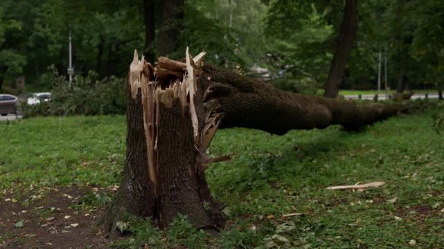 Broken fallen tree trunk in green park after storm damage with shattered wood and scattered branches