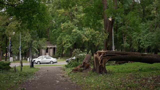 Fallen tree blocking park path beside road after storm, with broken trunk, green canopy, and passing cars