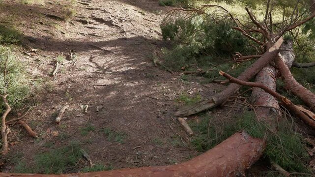 Sunlit forest path blocked by fallen pine trees and broken branches after wind damage