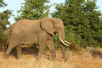 Fototapeta premium Afrikanischer Elefant / African elephant / Loxodonta africana