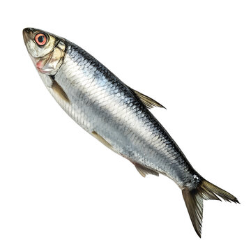 Fresh whole herring fish isolated on white background