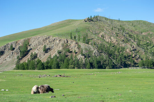 Solitary yak beneath a pine-covered hill, Orkhon Valley, Mongolia