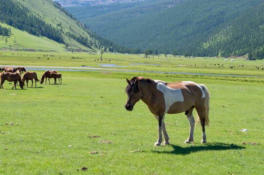 Pinto horse standing alone in the grassland, Orkhon Valley, Mongolia