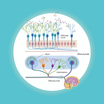 Illustration of human olfactory system showing nerve pathways and brain connection