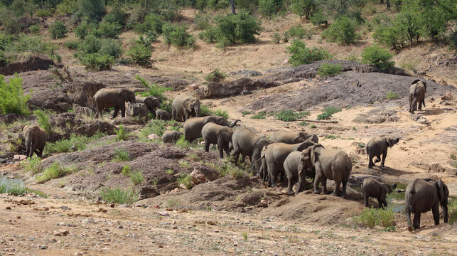Afrikanischer Elefant / African elephant / Loxodonta africana