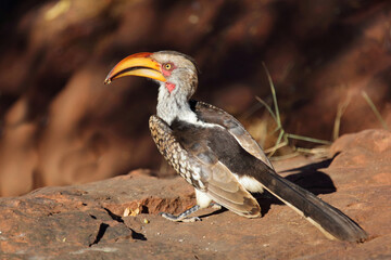 Rotringtoko oder Südlicher Gelbschnabeltoko / Southern yellow-billed hornbill / Tockus leucomelas © Ludwig
