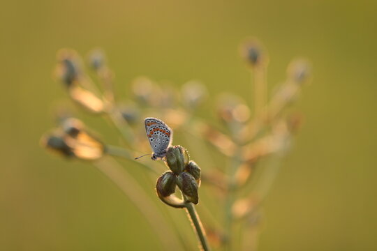 una farfalla comune blu su un fiore al tramonto