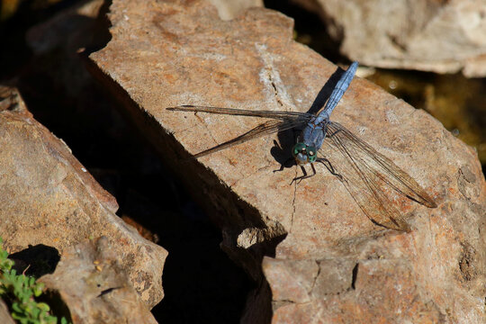 Libelle / Dragon-Fly / Anisoptera